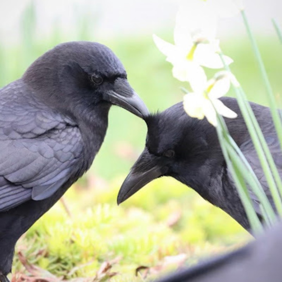 Meet your Posher, Amber - Picture 1 of 1